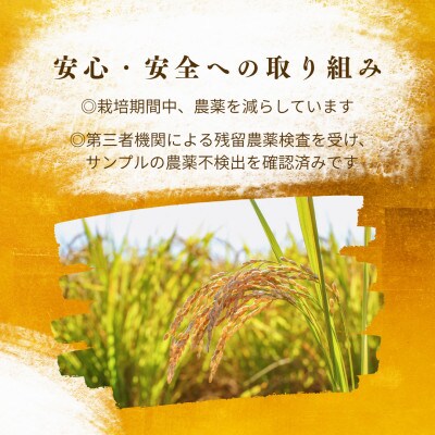 福岡県飯塚市産のお米(夢つくし)令和7年産　精米　20kg