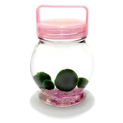 阿寒湖銘菓まりもプリン5個入と養殖まりもセット(ピンク) ふるさと納税 菓子 F4F-1862