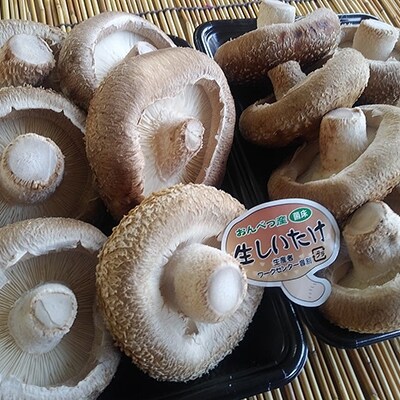 北海道音別産 菌床ジャンボ生しいたけ 280g×2パック しいたけ 椎茸 きのこ F4F-0800