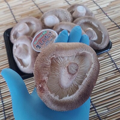 北海道音別産 菌床ジャンボ生しいたけ 280g×2パック しいたけ 椎茸 きのこ F4F-0800