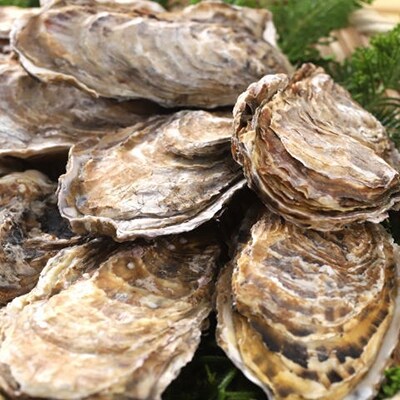 【ぷりっぷりで濃厚!】釧路管内産【活】牡蠣(特大)8個 ふるさと納税 牡蠣 F4F-0611