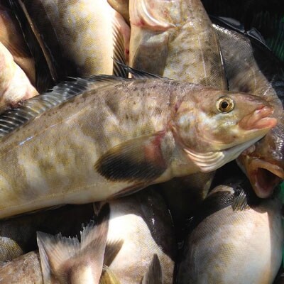 釧路産・開き真ホッケ5枚 魚 魚介 海産物 干物 おかず 肴 ふるさと納税 ほっけ F4F-8606
