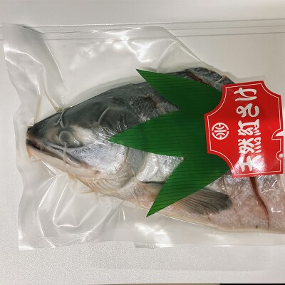 紅さけ姿造り 塩 ふるさと納税 鮭 F4F-1162