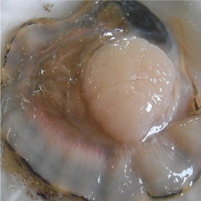 【北海道から直送!!】殻付活ホタテ貝(2.0kg詰)5～10枚入 ほたて F5F-0121