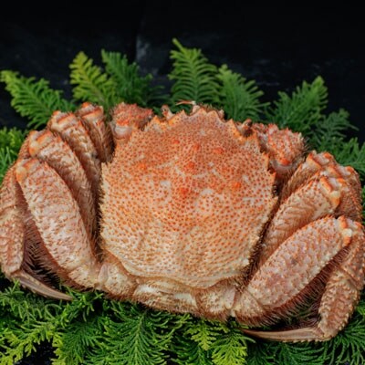 北海道産・ボイル毛蟹600～700g×1尾 ふるさと納税 かに 蟹 F4F-5333