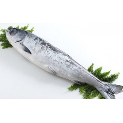 船上活じめ 釧路定置 時鮭(ときしらず・時さけ)半身 小 約600g 北海道産 F4F-1557