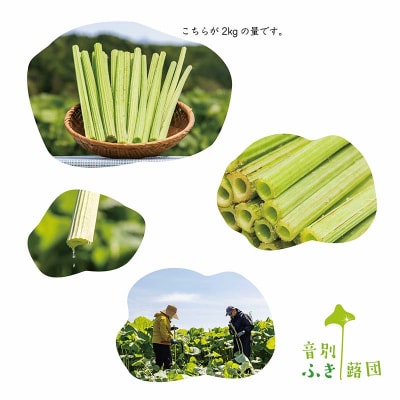 【6月中に順次発送】音蕗(おんぶき) 2kg 無農薬 蕗 フキ ふき F4F-4562