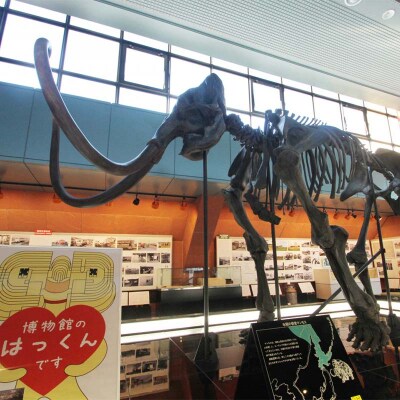 釧路歴史探訪のたび (普通車) 釧路湿原 釧路市 旅行 トラベル F4F-7962