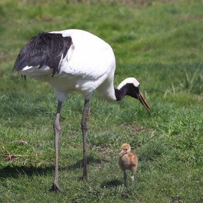 感動の丹頂観察のたび (普通車) 釧路湿原 釧路市 旅行 トラベル 空港 市内観光 F4F-7967