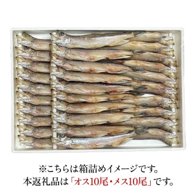 本ししゃも オス10尾・メス10尾 釧路産 本ししゃも 魚 ししゃも F4F-8433