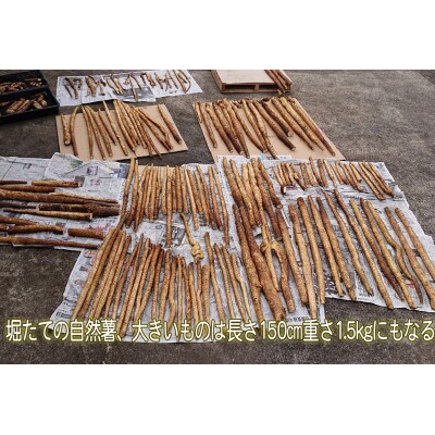 農家直送!朝来市産特選自然薯(じねんじょ) 1.3kg
