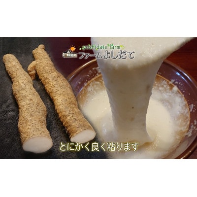 農家直送!朝来市産特選自然薯(じねんじょ) 600g
