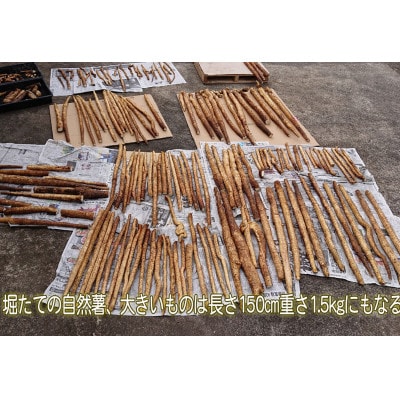 農家直送!朝来市産特選自然薯(じねんじょ) 2kg