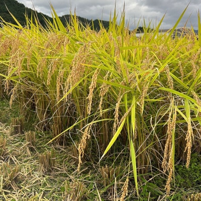 令和7年産　稲場農産のコシヒカリ30kg(玄米)【10月発送開始】兵庫県産新米　もっちり美味しいお米