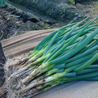 土付き岩津ねぎ 3kg 箱入り 【田中農園】 新鮮