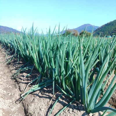 土付き岩津ねぎ 3kg 箱入り 【田中農園】 新鮮