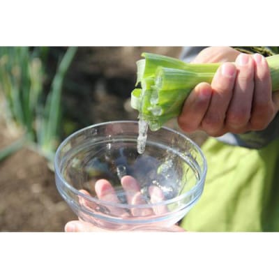 高本さんちの土付き岩津ねぎ2kg◎鍋・天ぷら・焼いても美味い!