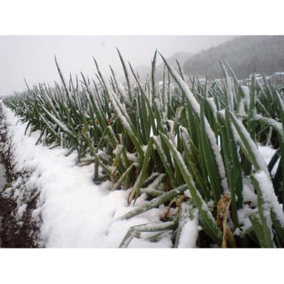 高本さんちの土付き岩津ねぎ2kg◎鍋・天ぷら・焼いても美味い!