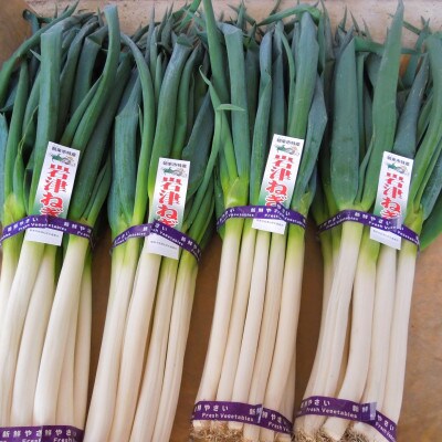 【冬の味覚】朝来市特産 甘い・太い・やわらかい「岩津ねぎ」2kg(箱入り)ご自宅用に!ギフトにも!!