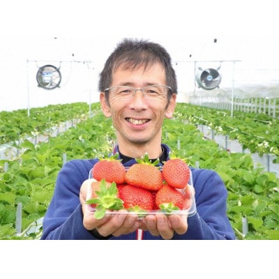 大粒で甘い!坪井農園のこだわりいちご(かおり野)1箱