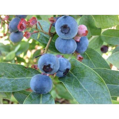 ブルーベリージャム 3本セット お礼品詳細 ふるさと納税なら さとふる