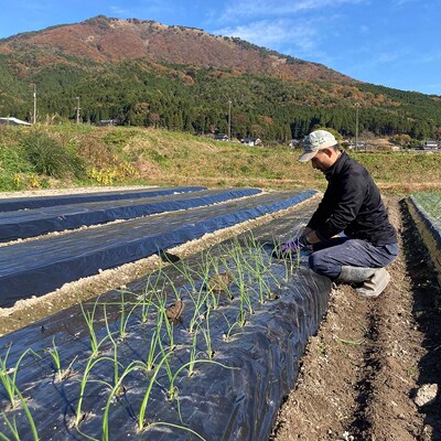 【栽培期間中農薬不使用】兵庫県の里山からお届け 旬の野菜詰め合わせ Sサイズ【5~7品目】