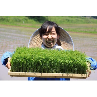 自然が育んだ美味しいお米◆もろみ米◆コシヒカリ令和6年産　計10kg