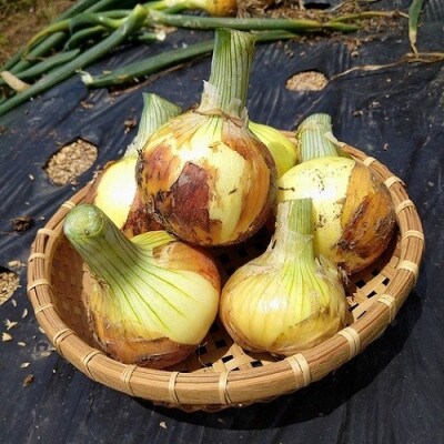 大きめ小さめサイズ色々玉ねぎ4キロ