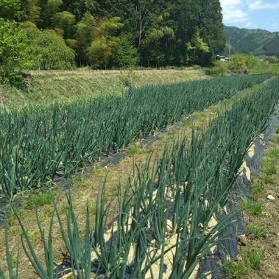 大きめ小さめサイズ色々玉ねぎ4キロ