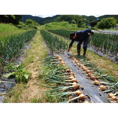 大きめ小さめサイズ色々玉ねぎ4キロ