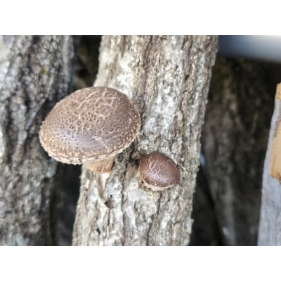 【3名様分】畑のおやどの野菜収穫体験付き平日(月～木曜)1泊宿泊券/1棟貸