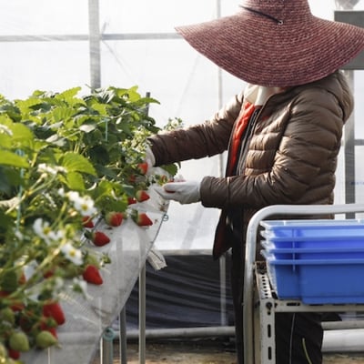 農家がつくったジェラートセット8個入【BH005】