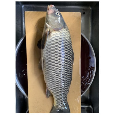 鰻屋が作る鯉のうま煮　4切れ