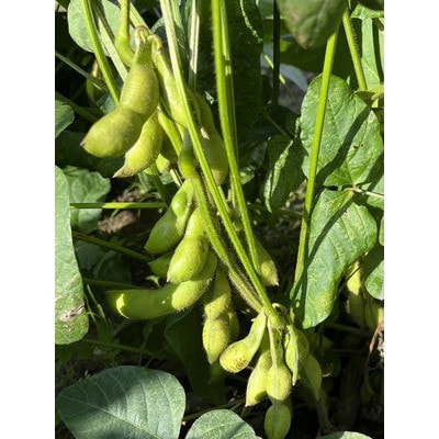 【期間限定】丹波黒の枝豆「どらまめ」2.5kg 千葉県栄町産