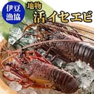 【先行受付】【さとふる限定】＜伊豆漁協＞地物　活イセエビ　B