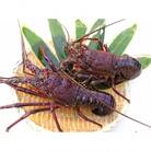 辻水産の活き締め伊勢海老 Jセット