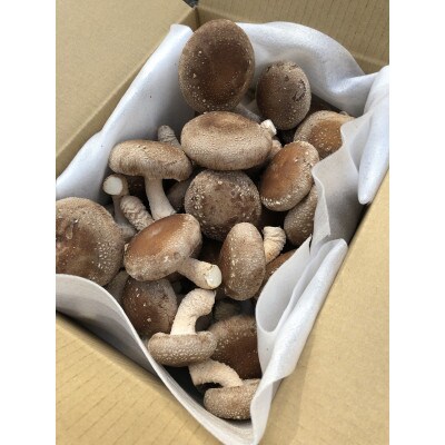 生しいたけ(菌床) 1kg