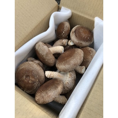 生しいたけ(菌床) 500g
