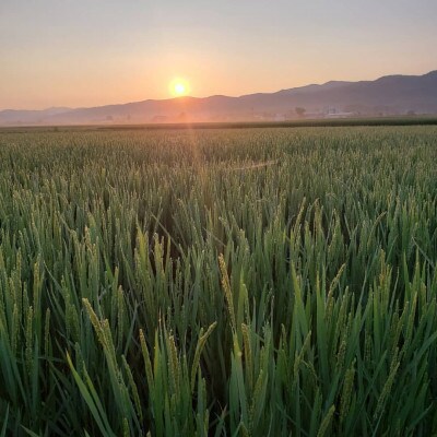 【JGAP認証農場】佐々木農場のゆめぴりか(令和5年産)精米15kg(5kg×3)