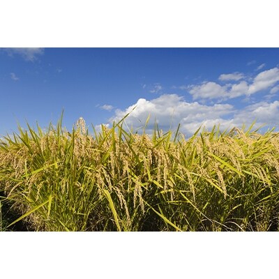 【さとふる限定】令和4年北海道産 特Aランク ゆめぴりか10kg(5kg×2【美唄市産】