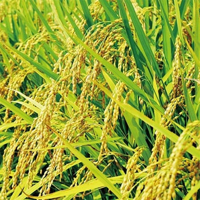 【さとふる限定】【先行受付】令和3年産  北海道産ゆめぴりか10kg(5kg×2袋) 【美唄市産】