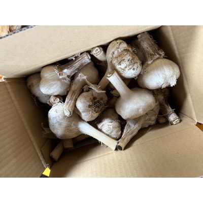 令和6年産にんにく1.5kg【福地ホワイト六片】【訳アリ】数量限定