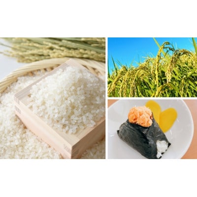 【北海道美唄産】令和7年産 ゆめぴりか 10kg 新米(精米)