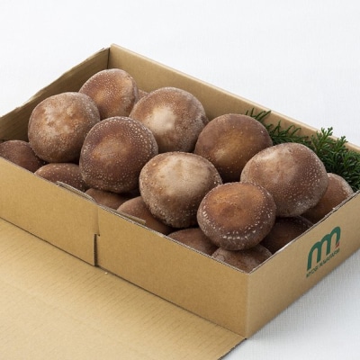 妙義山麓で育ったナバの菌床生椎茸1kg箱入り