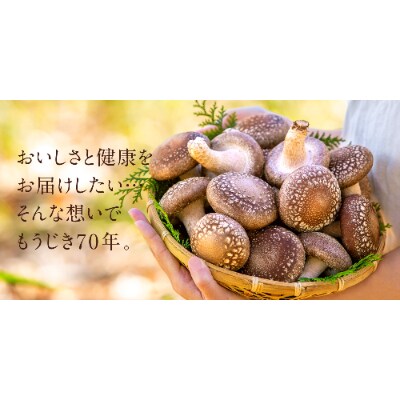 妙義山麓で育ったナバの菌床生椎茸1kg箱入り