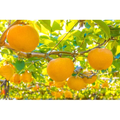 群馬県産ジャンボ梨「愛宕」2個(1個あたり約1.2～1.3Kg)【11月中旬～12月下旬発送予定】