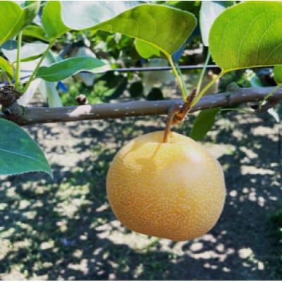 群馬県産梨「幸水」約3kg(10～12個)【8月中旬～8月下旬発送予定】