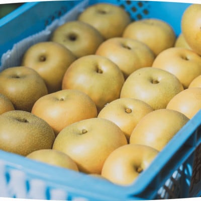 【品種おまかせ】群馬県産「梨」(2種類)約3kg【9月中旬～9月下旬発送予定(9/20～26除く)】