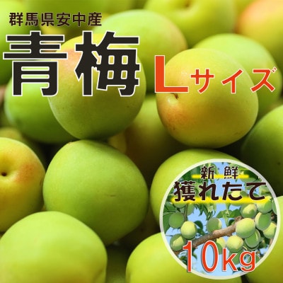 旬をお届け!青梅【Lサイズ(10kg)】 | 群馬県安中市 | ふるさと