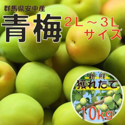 旬をお届け!青梅【2L～3Lサイズ(10kg)】